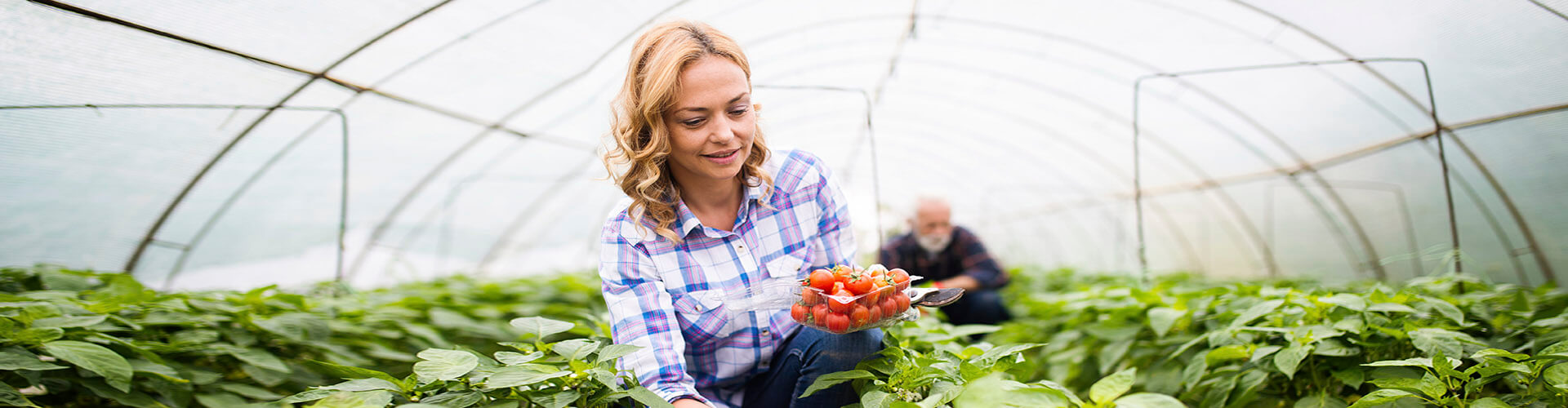 SAECA - Mujer rubia agricultora con camisa de cuadros azules, sonriendo mientras recoge vegetales en un invernadero