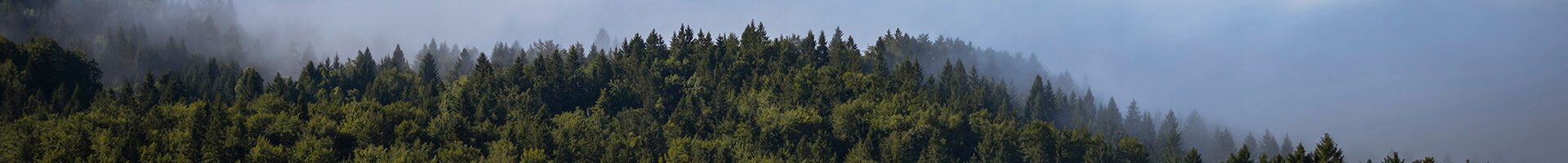 Política de Privacidad - Bosque de pinos con un cielo azul