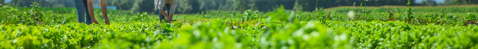 Agricultores trabajando en el campo