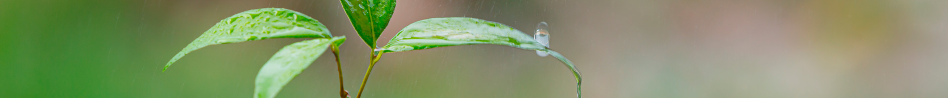 Compartimos raíces - Planta verde