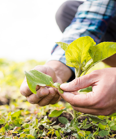 Ventajas PAC - hombre manipulando su plantación