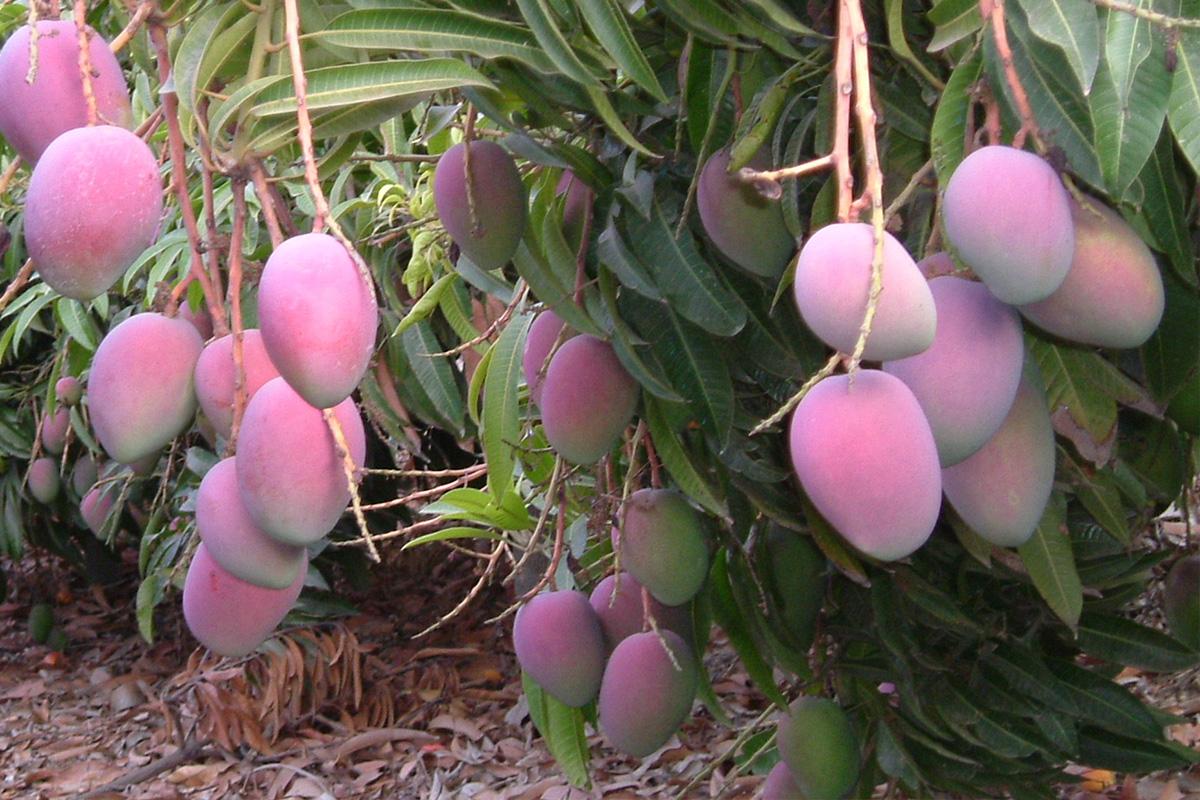 Cultivo de mango en la finca experimental de Caja Rural Granada