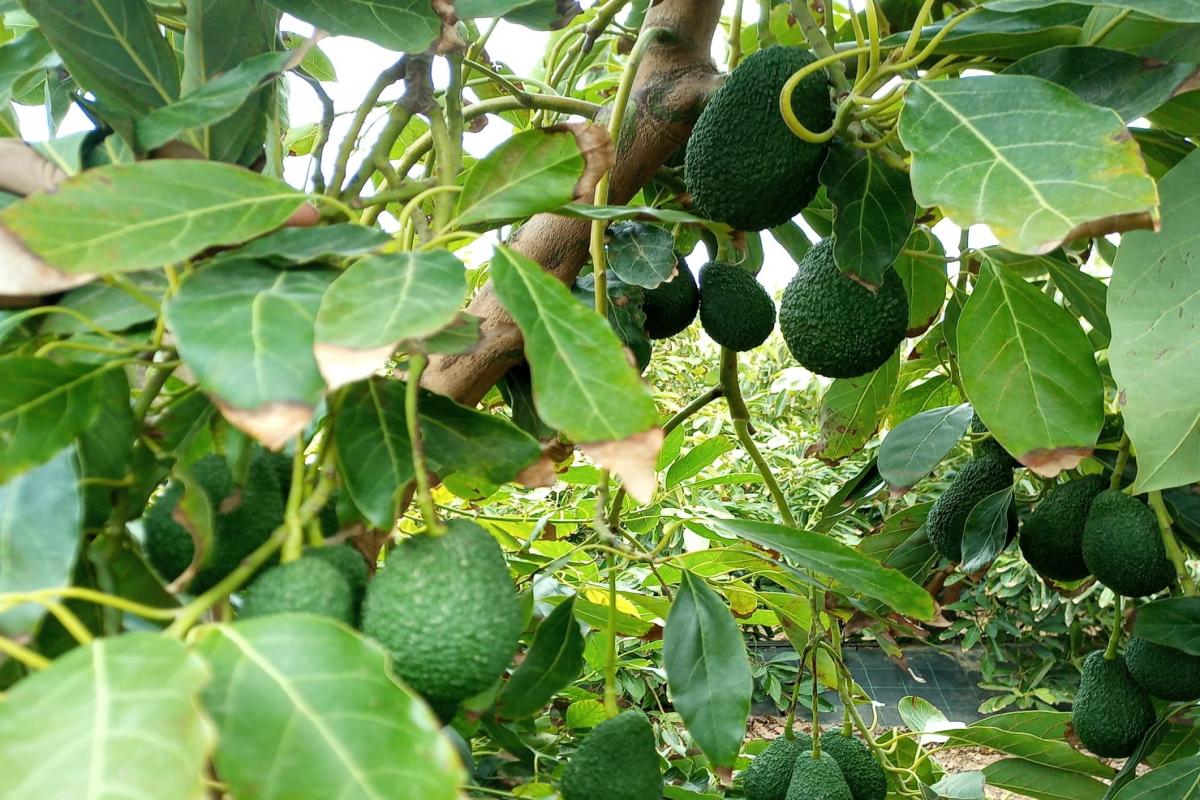 formación_aguacate