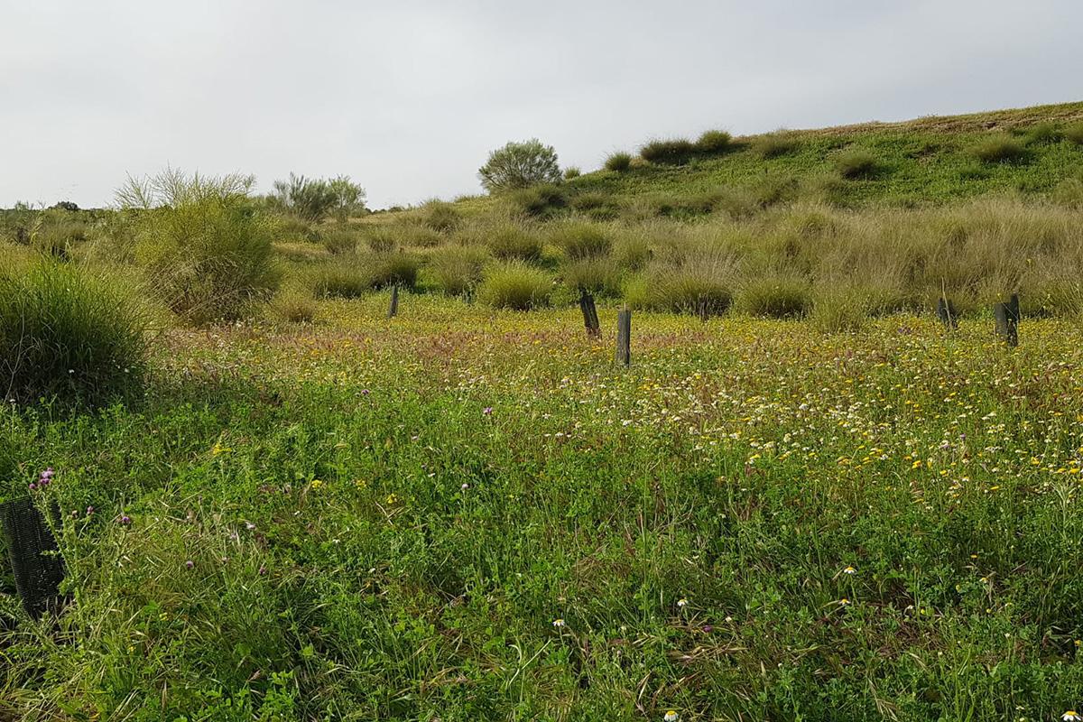 Finca donde está previsto realizar la plantación de árboles gracias al acuerdo con la Federación Provincial de Hostelería y Turismo de Granada