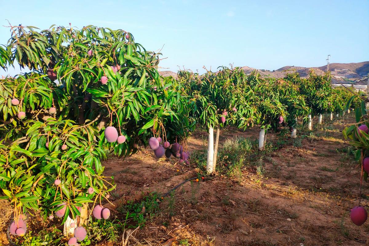 foto mangos la nacla puntalon