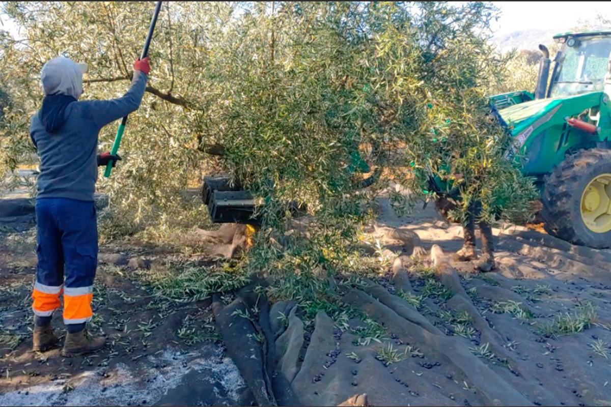 Los productores de espárrago y aceituna que precisen financiación para su campaña encontrarán en Caja Rural Granada la solución a sus necesidades