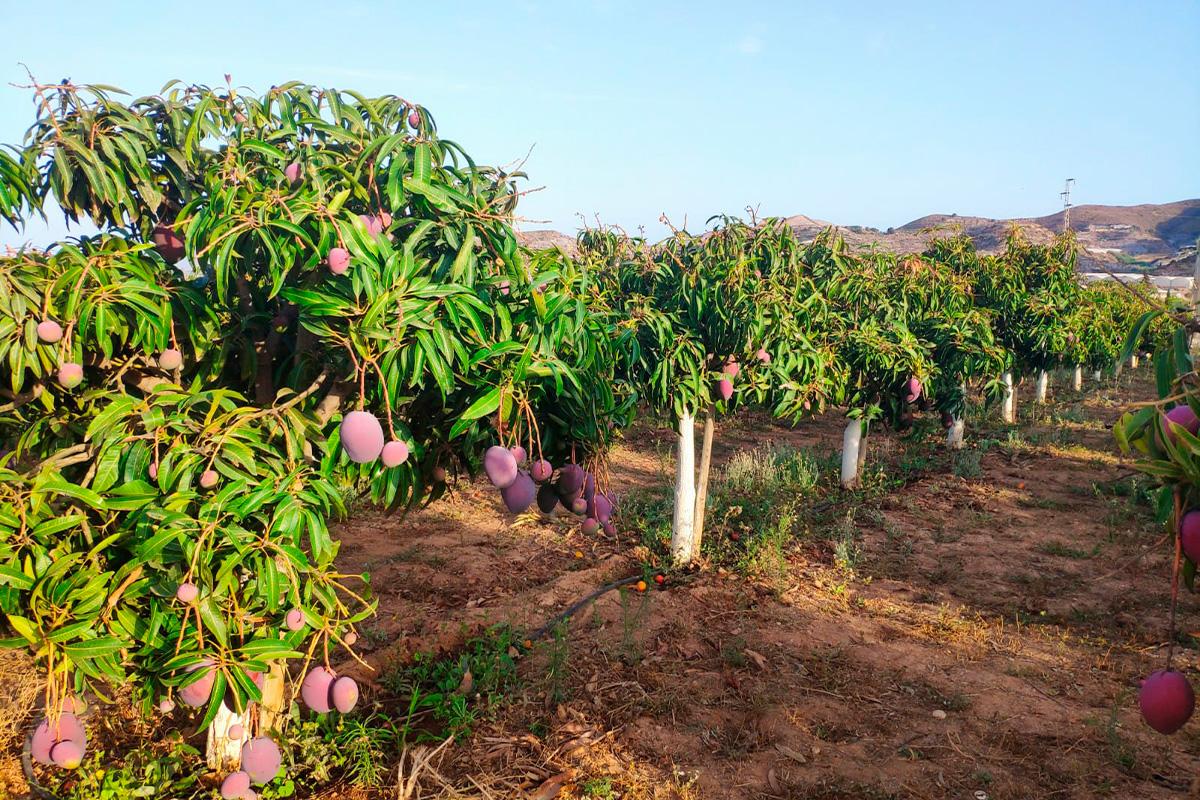 Caja Rural Granada retoma su actividad formativa con un curso de cultivo de mango en Motril