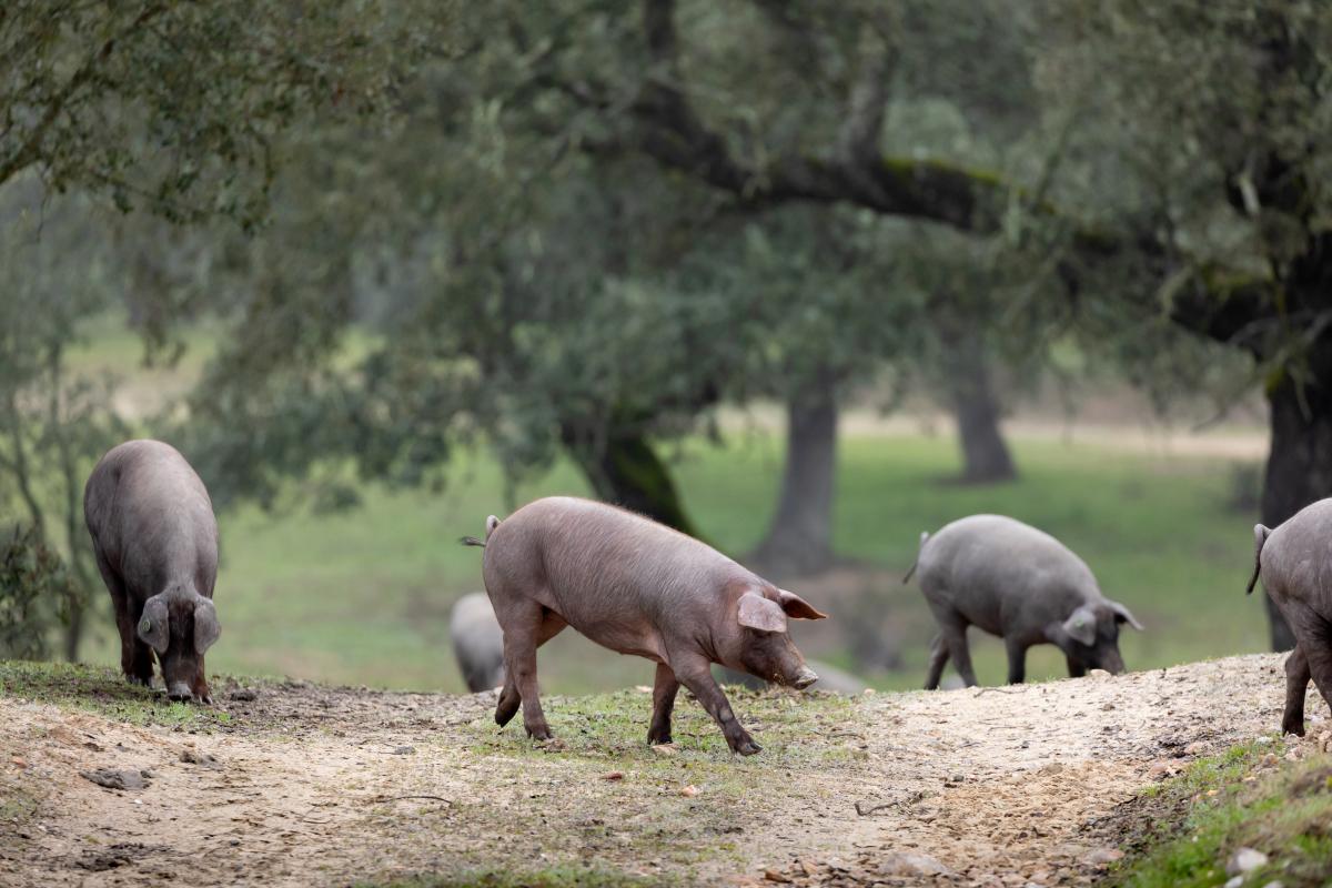 Sector porcino 2026: que está cambiando en los mercados internacionales