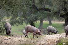 Sector porcino 2026: que está cambiando en los mercados internacionales